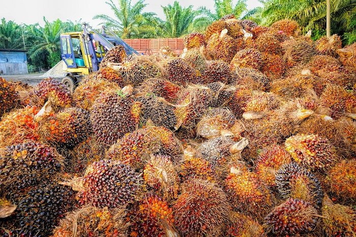 PTPN IV Regional III mengapalkan untuk ekspor sebanyak 14.499.067 ton minyak sawit mentah atau crude palm oil (CPO). (Pixabay.com/tristantan)